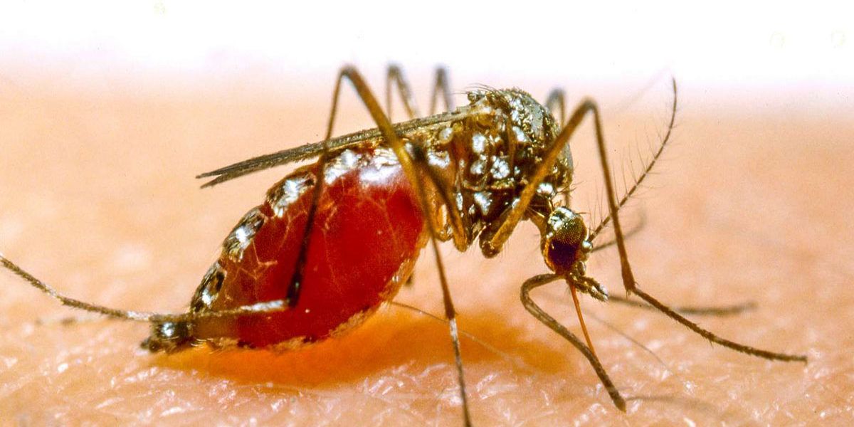 Moustique responsable du paludisme